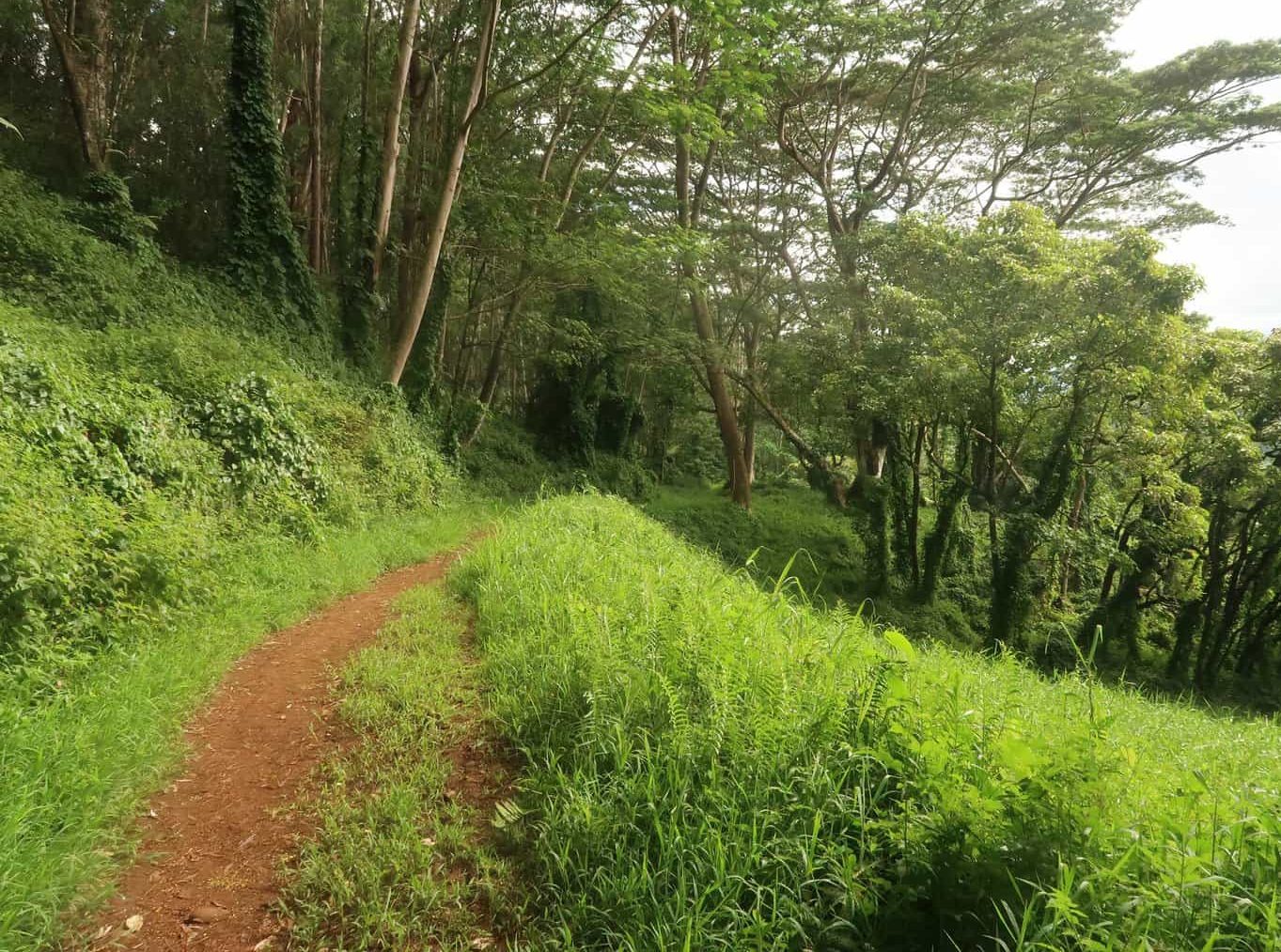 Kuilau Ridge Trail