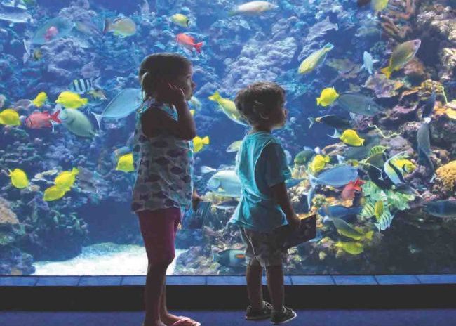 Maui Ocean Center aquarium kids looking at fish