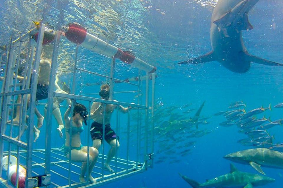 Oahu people in shark cage surrounded by sharks